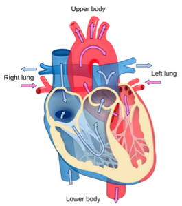 image-1660065124266.png